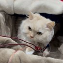 24시 코끼리동물의료센터 이미지