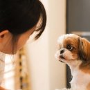 꽃개애견미용 이미지