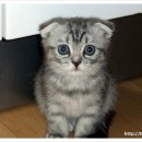 정자프라임동물병원 이미지