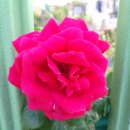 GS25 건대제일점 이미지