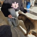 예뻐질:개&고양이카페 이미지