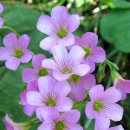 신록1로 이미지