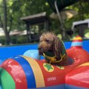 놀멍애견펜션 | [경기 포천] 애견동반 펜션, 놀멍애견펜션 여름 휴가 다녀오기