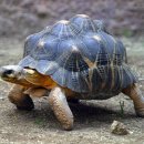 거북이네 이미지