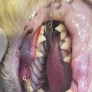 강릉동물병원 | 강릉 동물병원 추천 + 우리 고양이 이야기……