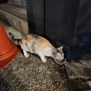 빈스인가배몽 | 1박 2일 먹부림 먹방 전주여행 (짜글이, 갈비국밥, 김치갈비전골, 한옥마을, 문꼬치, 십원빵 등)