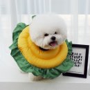 해바라기 애견 이미지