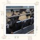 등마루 흑염소 방목장 | 흑염소즙 방법 선택 기준 확인했던 부모님선물