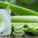 알로에(ALOE)