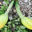 고운리농장 이미지