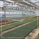 창원농기계임대사업소(농업기술센터) | 김해 꽃 양묘장 무료 견학 꽃 심기 체험