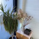 동경신촌 이미지