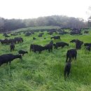 알콩달콩 흑염소 이미지