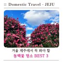 동백유원지 | 제주 겨울 여행 추천｜동백꽃 명소 BEST 3 + 동백 시즌·입장료·꽃말 총정리