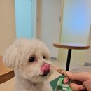 동물진료법인 포레스트 네이버블로그