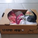 과일파는녀석들