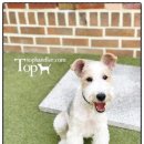 Tophandler 네이버블로그