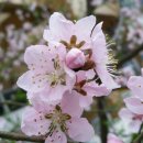 에스바이에스 이미지