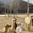 가평 양떼목장 이미지