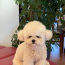 토스트앤커피 | 일산 밤리단길 카페 커피앤 바이올렛구아바 프렌치토스트 먹고 온 후기