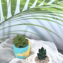 나만의 플랜테리어 | 나만의 감성 플랜테리어! 제스모나이트 화분&amp;다육식물 원데이클래스