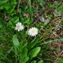 흰민들레[Asteraceae (국화과) ＞ Taraxacum (민들레속) ＞ coreanum (흰민들레)] 이미지
