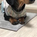 꼼지락이야기