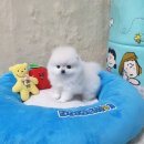 김제강아지 이미지