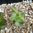 샐리가든 이미지