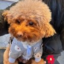 댕댕플래닛 이미지