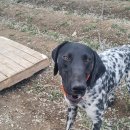 봄날의 댕댕이 이미지