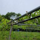 다래농장 이미지