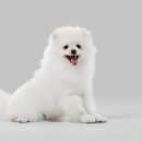 오뜨동물의료센터 이미지