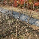 연철농장 이미지