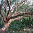 비자림스마일 이미지