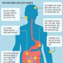 장내미생물(Microbiota)_기초연구본부 선정 R&amp;D 이슈 연구동향 이미지