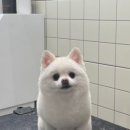 라떼펫살롱 이미지