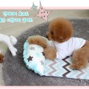 쿨 퍼피 이미지