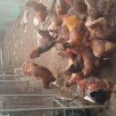 우포늪단감펜션 이미지