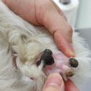 트윈퍼피 이미지