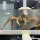 해림대게 이미지