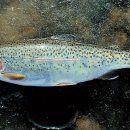 북상면횟집 이미지