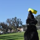 ANOTHER DOG 이미지