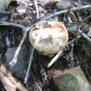 어룡동민박 이미지