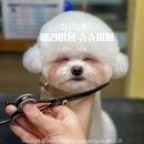 슈슈퍼피 이미지