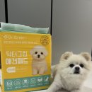 신화닥터그린방역 | 강아지 배변패드 추천 닥터그린 프리미엄 소형 솔직 후기