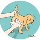 아이조은동물병원 네이버블로그