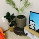 세뇨르킴 이미지