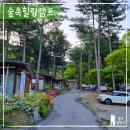 연꼬 | [(경기도 가평) 숲속힐링캠프] 힐링 아닌 인내심 체험하고 온 첫 캠핑 후기 (내돈내산)