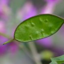 루나리아(lunaria)